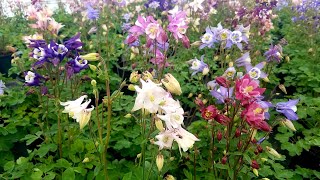 Aquilegia Biedermeier Columbine  Gorgeous mix of Easy to Grow Perennials [upl. by Nwahsat]