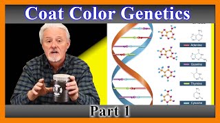 Dog Coat Color Genetics Explained 101 [upl. by Eelynnhoj]