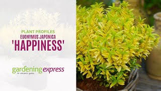 Euonymus japonica  Happiness [upl. by Malinin830]