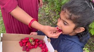 Raspberry Picking from Farms in Canada Part 2 Farms Surrey Canada [upl. by Jerol]