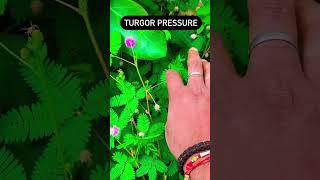 Turgor Pressure experiment scinceexperiment sciencefacts science shortsfeed turgorpressure [upl. by Caryn989]