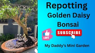 EP233 Golden Daisy Bushbonsai garden plants trending youtube viralvideo video gardening [upl. by Annerahs]