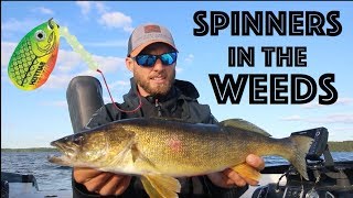 Fishing Spinner Rigs  Early Summer Walleye Fishing [upl. by Jevon]