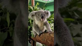 Koala Facts The Ultimate Tree Huggers animals creaturesfacts dogbreed [upl. by Nidorf]