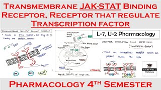 Transmembrane JAK STAT binding Receptor  Receptor that regulate transcription factors  L7 U2 [upl. by Briney113]