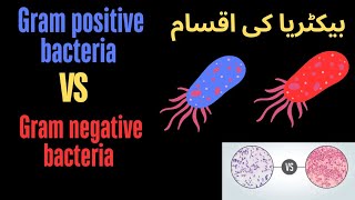 Differentiate gram positive and gram negative bacteria define gram positive and gramve lecture 06 [upl. by Ardnekahs]