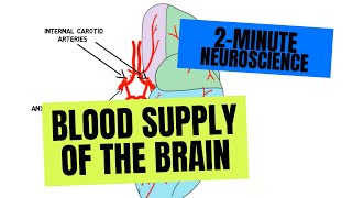 2Minute Neuroscience Blood Supply of the Brain [upl. by Sauncho713]