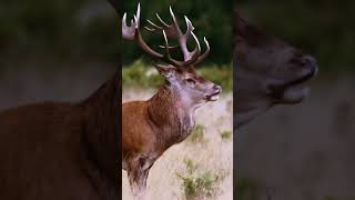 Rutting Season deer deerstags stagsego nature deerseason wildlife forest reddeer [upl. by Adnirod12]