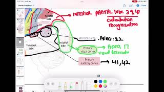 cerebral cortex anatomy and function neurology 37  First Aid USMLE Step 1 in UrduHindi [upl. by Nairadal]