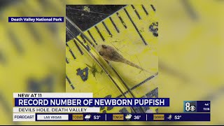 Record number of newborn Devils Hole endangered pupfish [upl. by Noslen]