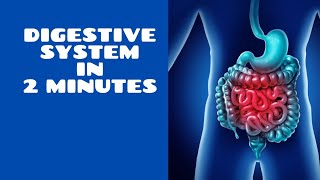 Digestive System Explained in 2 Minutes [upl. by Nahaj]