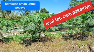 Racun rumput aman untuk pepaya [upl. by Philly]