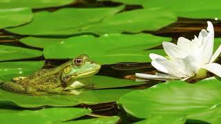 Relax Grenouille Croassant dans l’étang  Frog Croaking in the pond [upl. by Ahsitruc893]