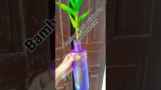 Bambusa plant outdoor to indoor transfer 🤗🤗🥰🥰🥰🥰 [upl. by Annid611]