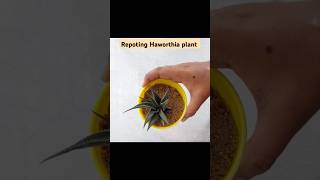 Repoting Haworthia plant indoorplant haworthia plantsandplanters [upl. by Fulks707]