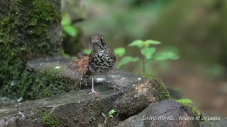 Spot winged Thrush セイロンジツグミ [upl. by Tammany]