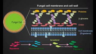 fungal cell animation [upl. by Pryce]