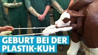 Das Kalb kommt  Geburtshilfe am Kuhmodell in Aulendorf [upl. by Hannaj]