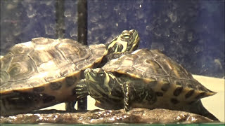 How To Take Good Care of Yellow Belly Slider Turtles [upl. by Rumilly]