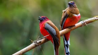 Red Headed Trogon [upl. by Mundy]