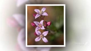 Boronia  garden plants [upl. by Kos953]