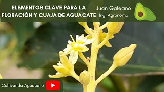 Elementos claves para la floración y cuaja del aguacate [upl. by Nnahoj]