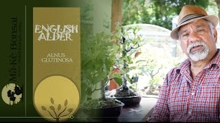 131 Alnus glutinosa  English Alder make very easy Bonsai Trees for Beginners [upl. by Spalding517]