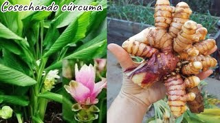 cosechando la siembra de cúrcuma en casa cúrcuma longa [upl. by Dollie]