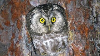 Сыч мохноногий Aegolius funereus  Boreal owl  Film Studio Aves [upl. by Idnic437]