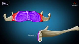 Hyoid bone osteology  Gross anatomy  Attachments  Movements  Clinical significance  USMLE [upl. by Noskcire]