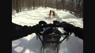 Lake George New York 2011  Sled Dog Race 8Dog Trail [upl. by Yemorej]