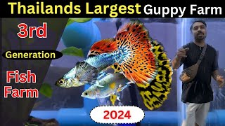 Guppy Fish Farm in Thailand  Advance Technique 2024 [upl. by Leribag]