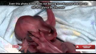 FIRST CLONED DINOSAUR IN ENGLAND APRIL 1 2014 EXPLAINED [upl. by Becka]