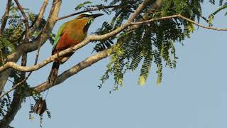 Turquoise browed Motmot [upl. by Latoyia563]