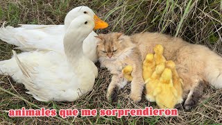 LOL😄The ducklings were hidden by the catThe mother duck and the father duck were lostFunny cute [upl. by Chon]