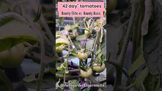 42 day tomatoes in Aerogarden Bounty Elite vs Bounty Basic [upl. by Beatrisa]