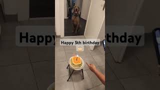 weimaraner dog turns 5 [upl. by Nana]