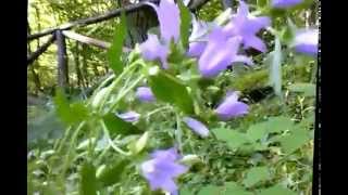 Campanula trachelium medicinal plant [upl. by Asiled]