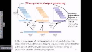 Whole genome shotgun sequencing [upl. by Netneuq]