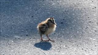 American Woodcock [upl. by Nnor]