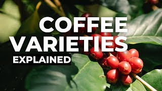 Coffee Varieties Arabica [upl. by Tandie]