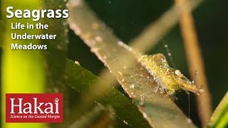 Seagrass Life in the Underwater Meadows [upl. by Krissy]