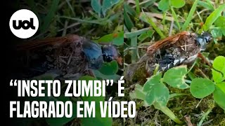 Zumbi da vida real fungo é flagrado tomando corpo de inseto morto [upl. by Yeleak983]