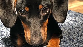 Owning a Dachshund THE PROS AND CONS [upl. by Ciredor]