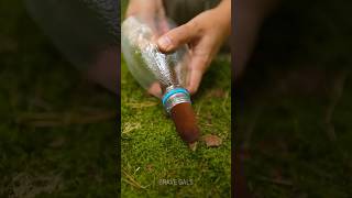 Cattail  plastic bottle free effective DIY water filter 💦 camping hack [upl. by Nek]