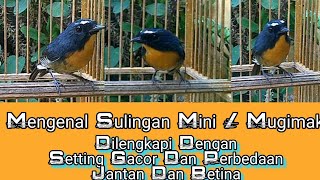 SULINGAN MINI  MUGIMAKI  Di Lengkapi Tips Rawatan Dan Perbedaan Jantan Betina [upl. by Adnicul]