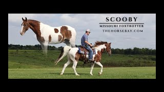 quotMeet Scoobyquot Chestnut Missouri Foxtrotter Gelding For Sale GaitedTrailYouth [upl. by Krasner228]