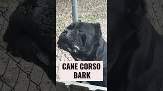 Cane Corso Alpha Bark canecorso [upl. by Felecia]