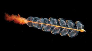 Facts Siphonophores [upl. by Ennaylil620]