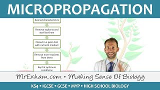 Cloning Plants  Micropropagation tissue culture  GCSE Biology 91 [upl. by Heymann]